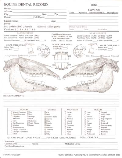 equine dental record example