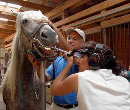 Horse having teeth looked at