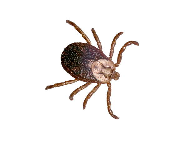 Adult tick, Ixodes scapularis